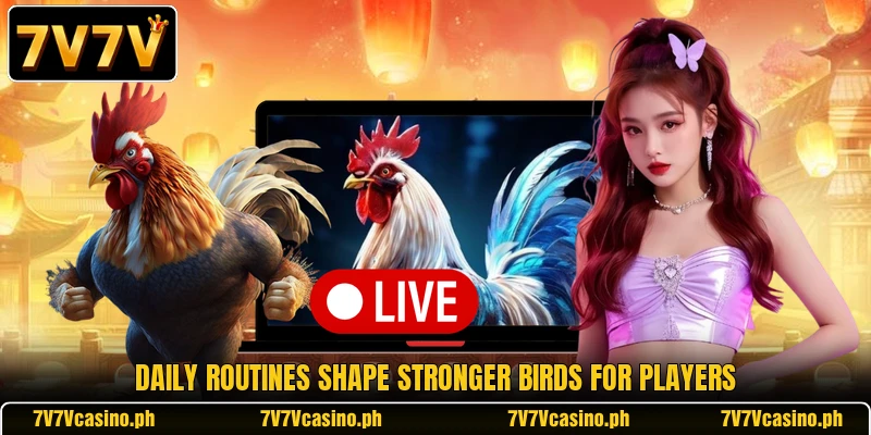 Daily routines shape stronger birds for players Daily routines shape stronger birds for players